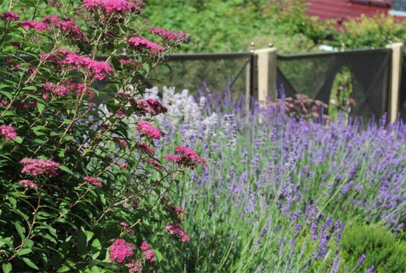 Garten - Haus Karola Bad Schandau