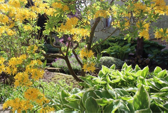 Garten - Haus Karola Bad Schandau